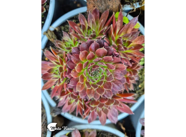 Sempervivum   'Scorpius'